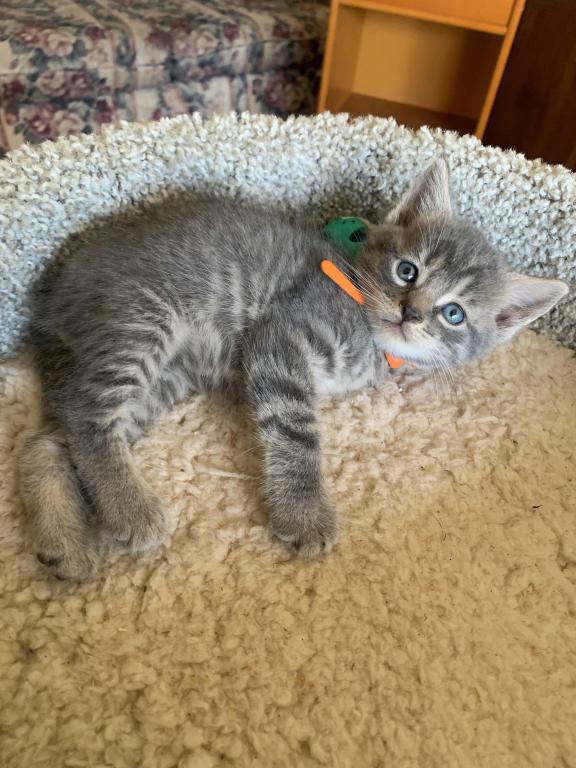Mixed Breed Kittens photo 6