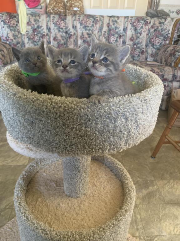Mixed Breed Kittens photo 16