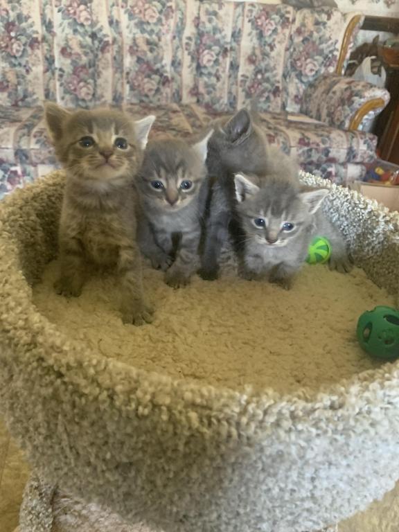 Mixed Breed Kittens