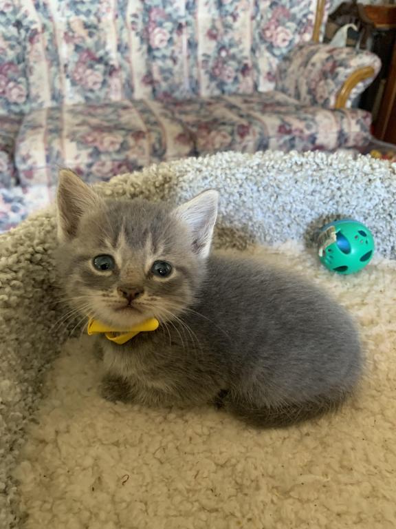 Mixed Breed Kittens photo 9