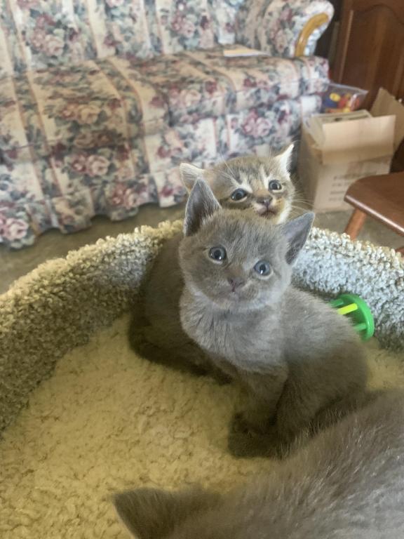Mixed Breed Kittens photo 12