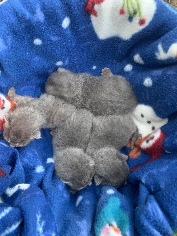 Mixed Breed Kittens photo 6