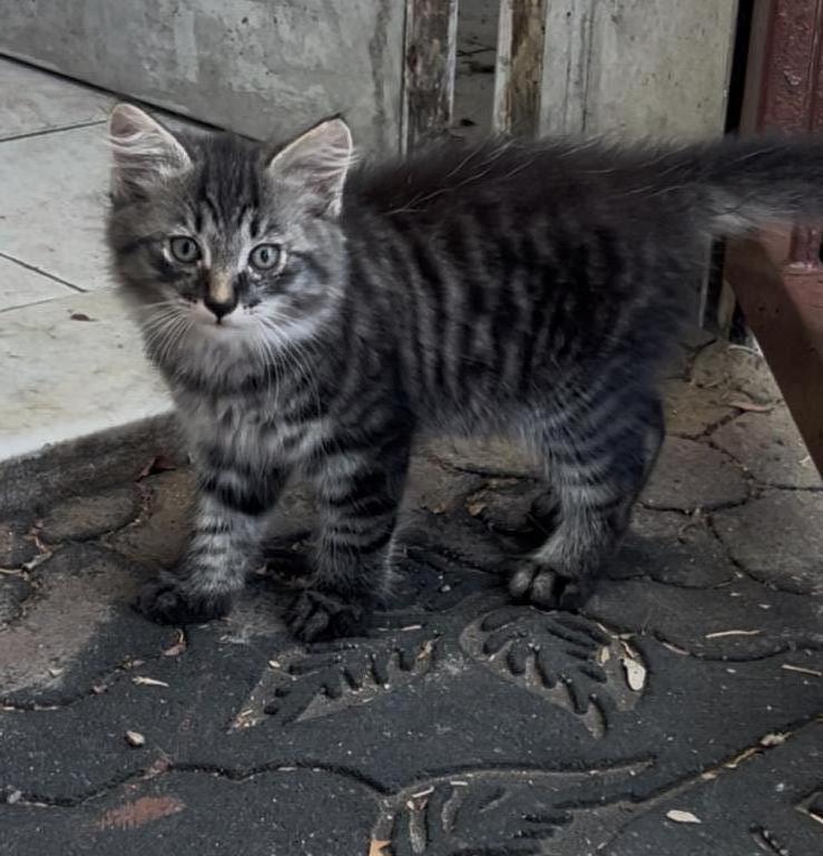 Siberian And Bengal Mix Kittens photo 2