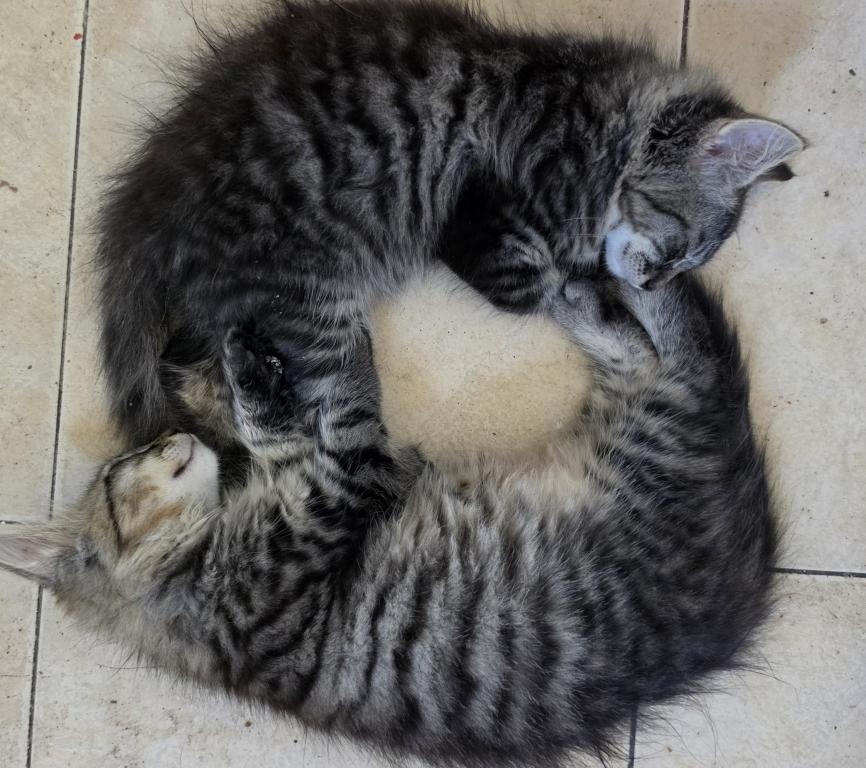 Siberian And Bengal Mix Kittens