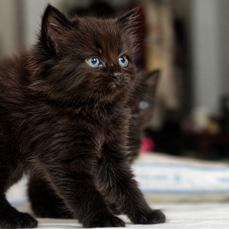 Nightclouds Litter