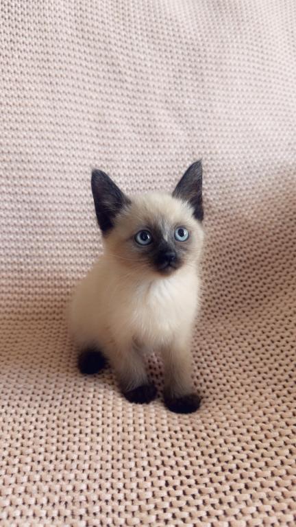 Super Cute Litter photo 3