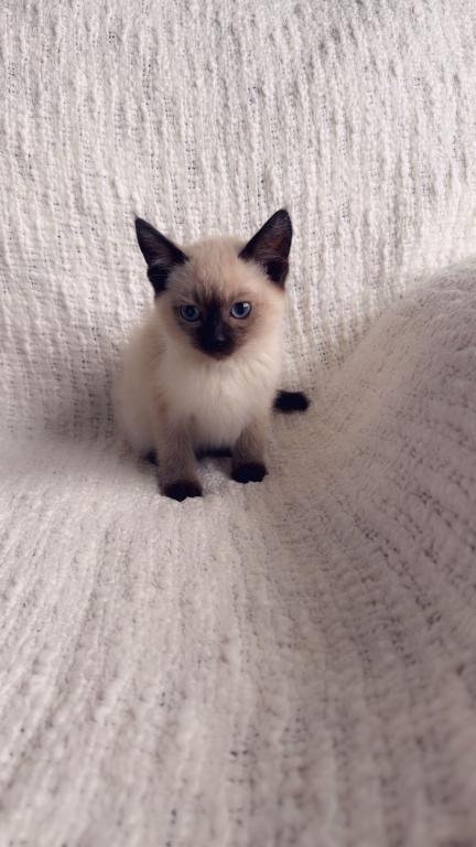 Super Cute Litter photo 2