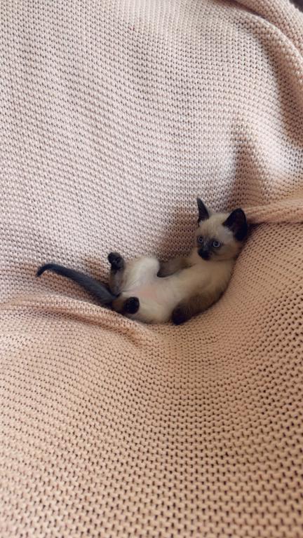 Super Cute Litter photo 4