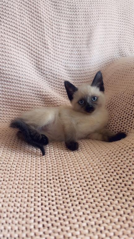 Super Cute Litter photo 5
