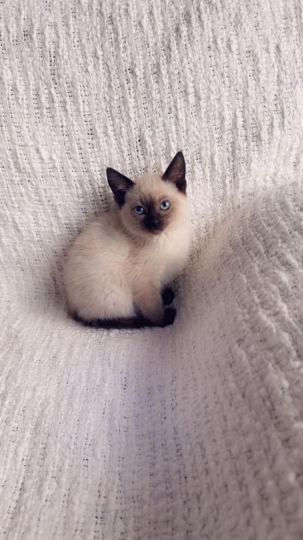 Super Cute Litter