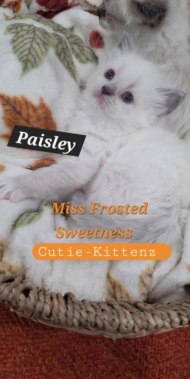 Chloes Kittens photo 4