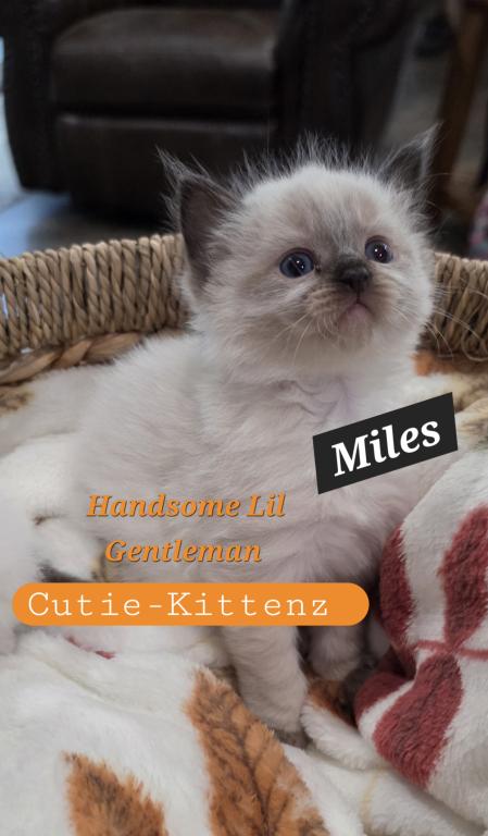 Chloes Kittens photo 6