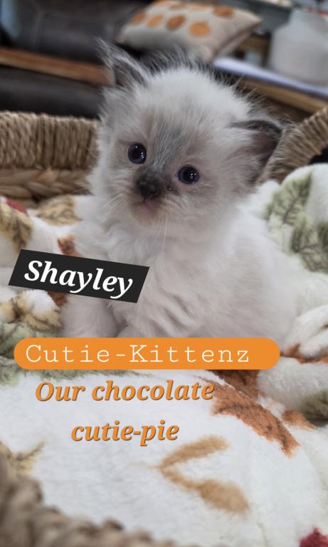 Chloes Kittens photo 5