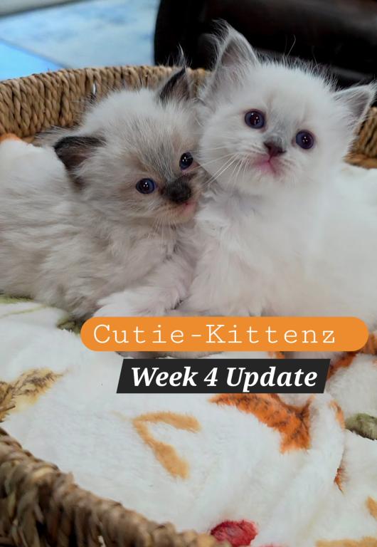 Chloes Kittens photo 1