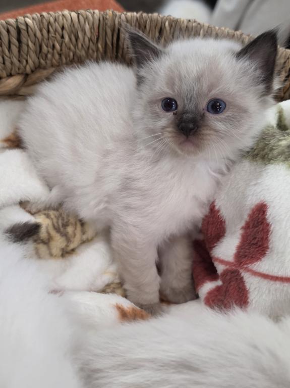 Chloes Kittens photo 2