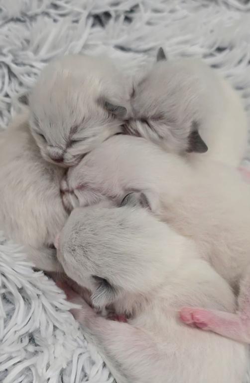Chloes Kittens