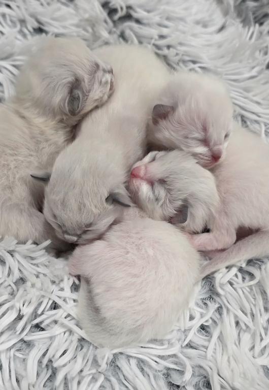 Chloes Kittens photo 2