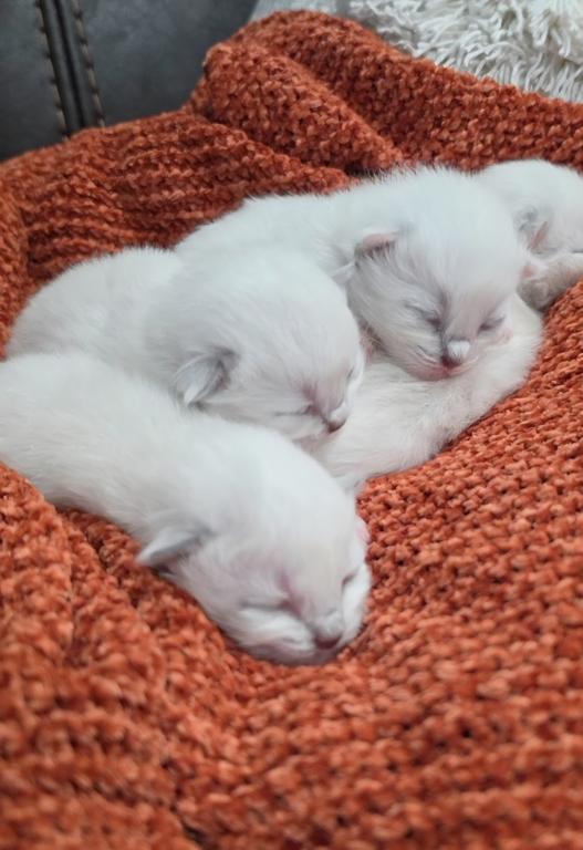 Skyler's Kittens photo 5