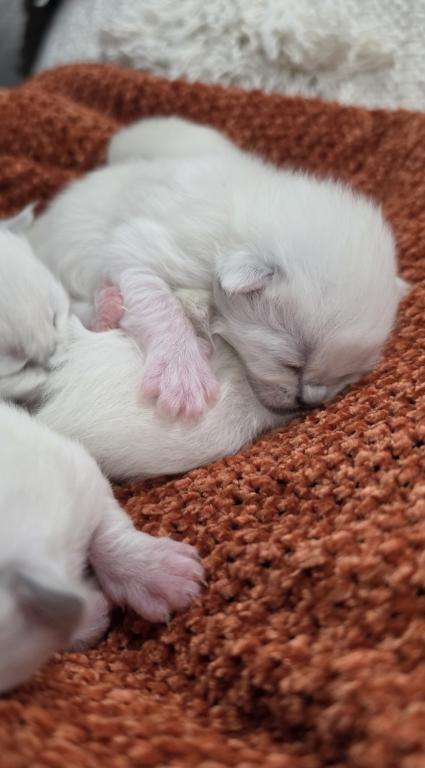 Skyler's Kittens photo 4
