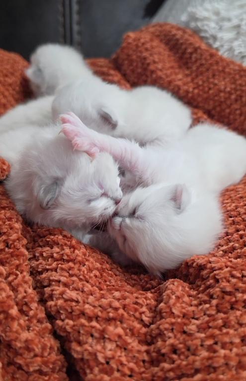 Skyler's Kittens photo 2
