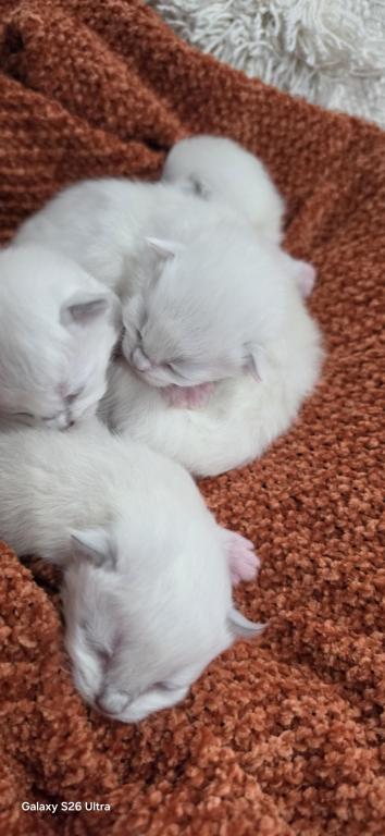 Skyler's Kittens photo 3