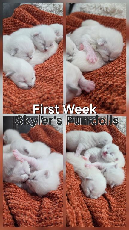 Skyler's Kittens photo 1