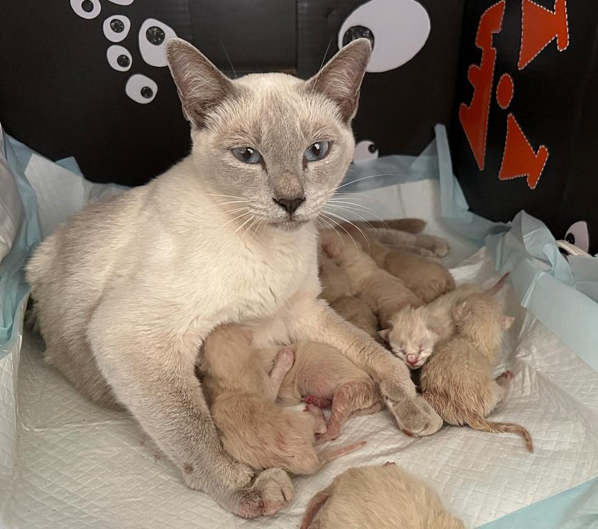 January Kittens Priscilla X Randall