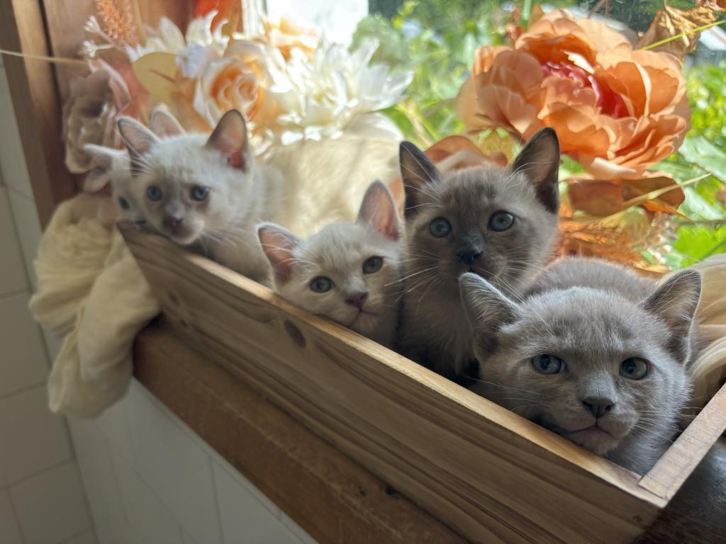 January Kittens Priscilla X Randall photo 2