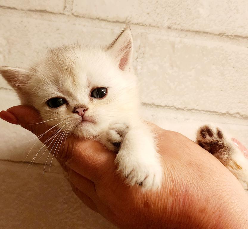 British Shorthair Chinchilla Kitten Alma photo 1