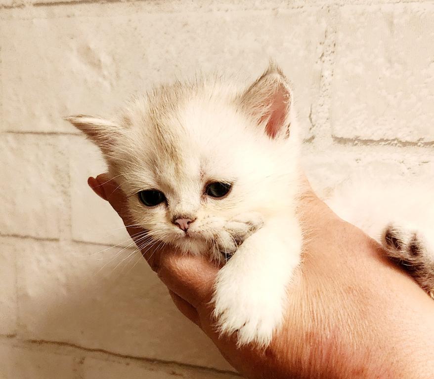 British Shorthair Chinchilla Kitten Alma photo 2
