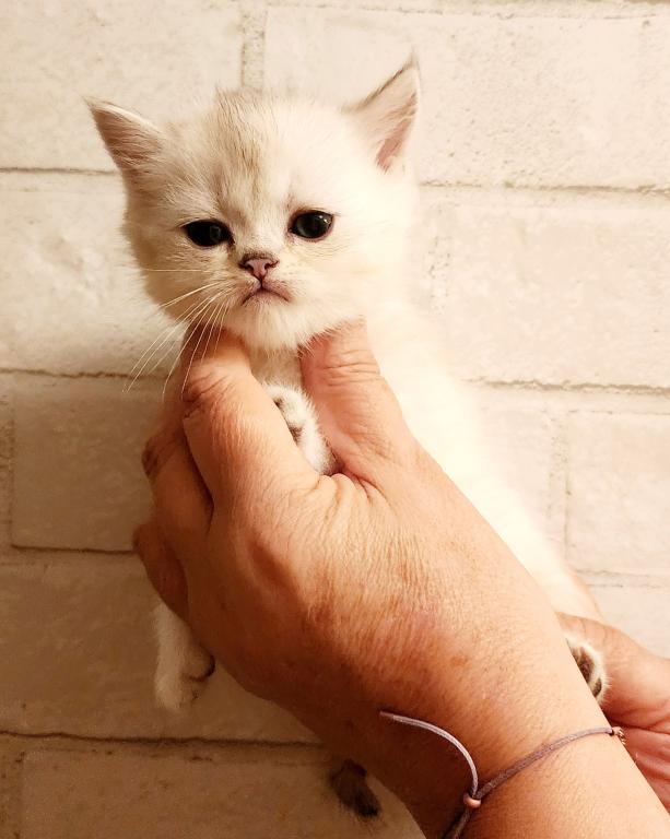 British Shorthair Chinchilla Kitten Alma photo 4