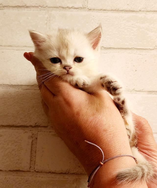 British Shorthair Chinchilla Kitten Alma photo 5