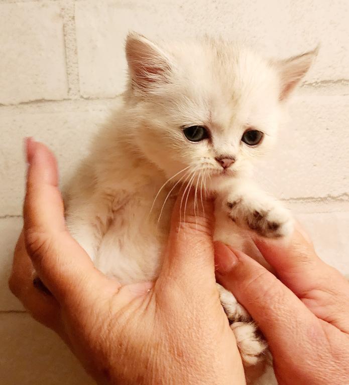 British Shorthair Chinchilla Kitten Alma photo 3