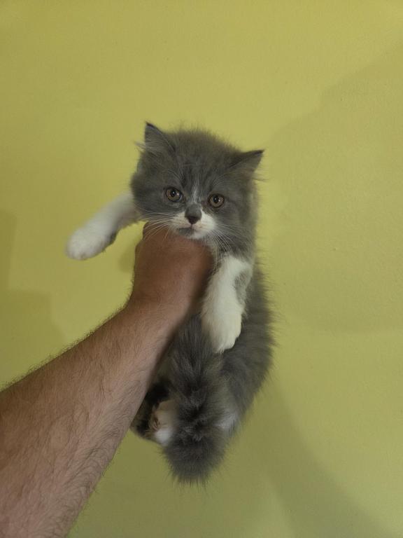 Persian Bicolor Boy Gray And White photo 3