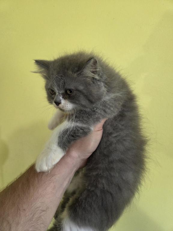 Persian Bicolor Boy Gray And White photo 2