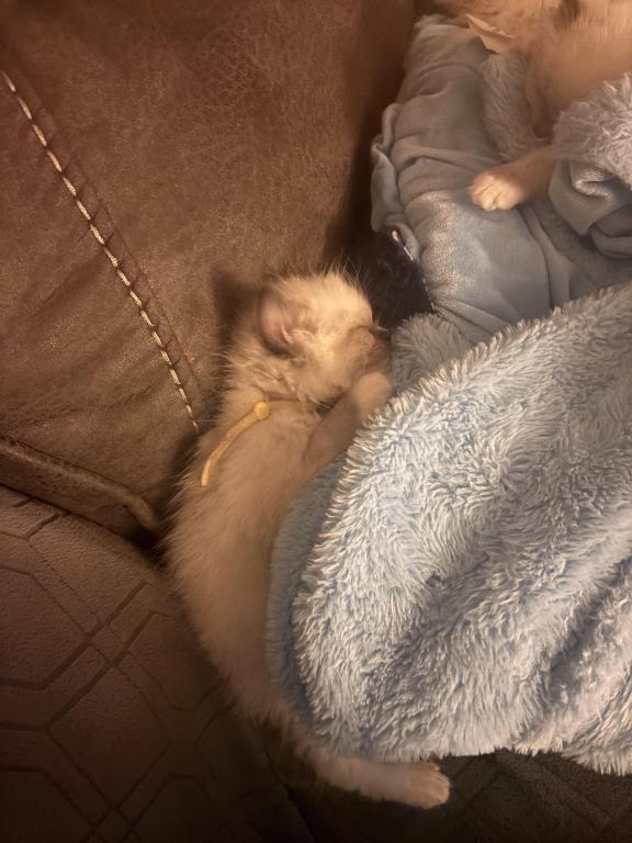 Ragdolls photo 3