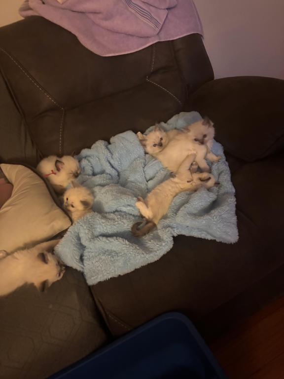 Ragdolls photo 7