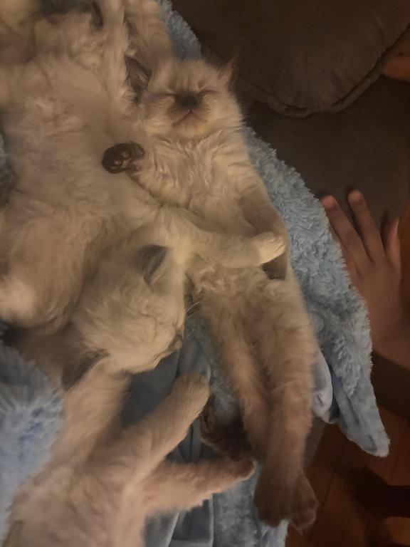 Ragdolls photo 2