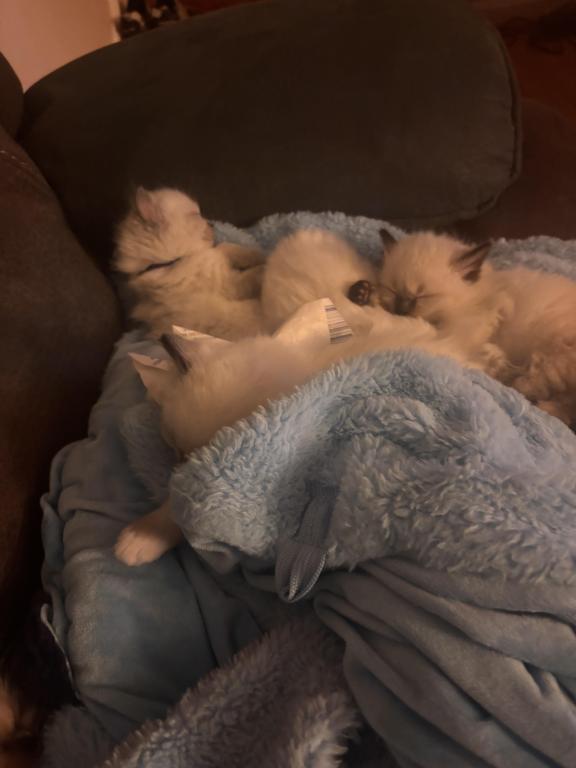 Ragdolls photo 4