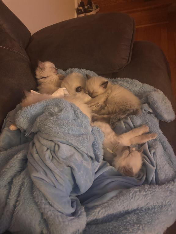 Ragdolls photo 5