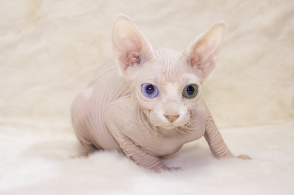 Mateo Odd Eye