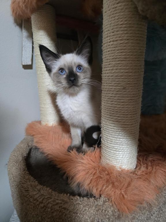 Siamese Kittens