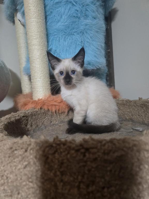 Siamese Kittens photo 4