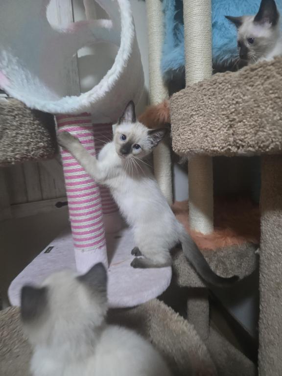 Siamese Kittens photo 5