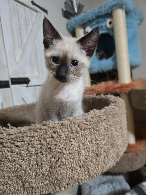 Siamese Kittens photo 2