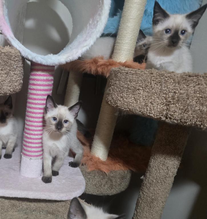 Siamese Kittens photo 6
