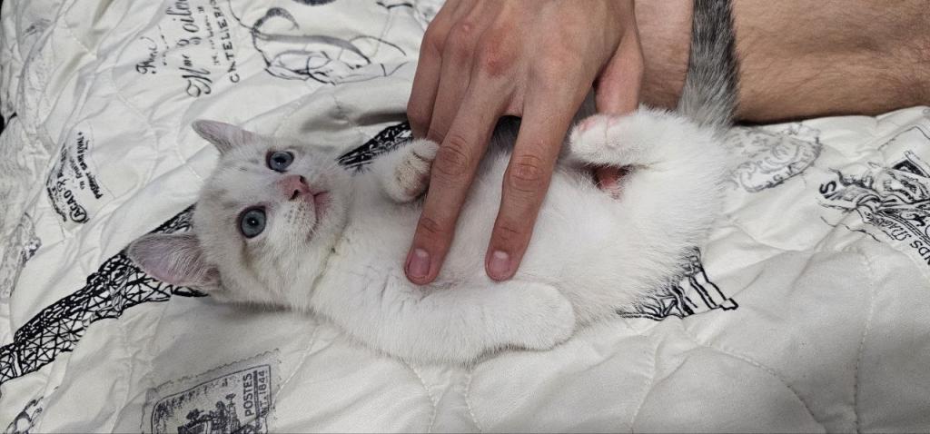 Munchkin Kitten photo 10