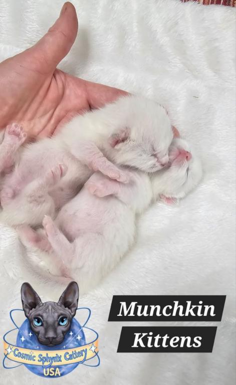 Munchkin Kitten photo 7