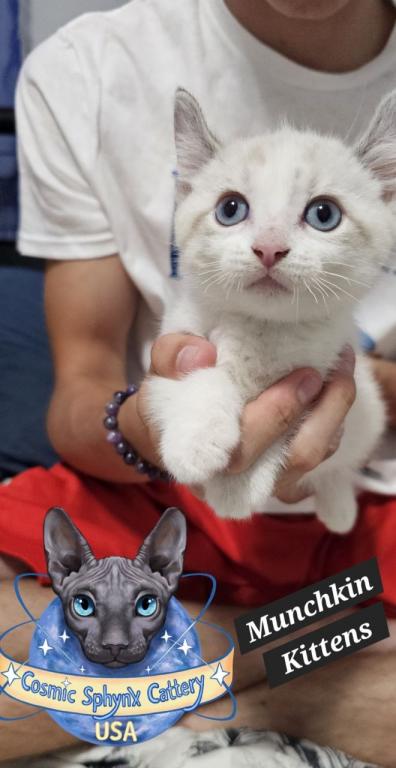 Munchkin Kitten photo 8