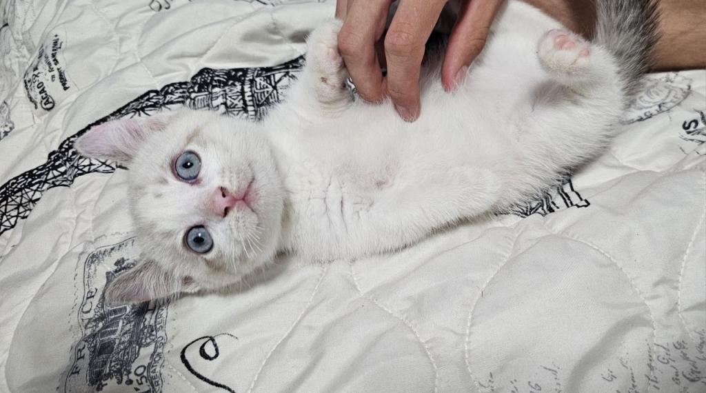 Munchkin Kitten photo 11